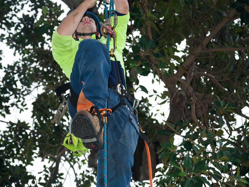 Qualified arborist working in a mature tree during a property survey in Gloucestershire