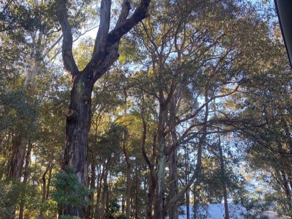 Mature trees in Gloucestershire parkland with a property visible in the background